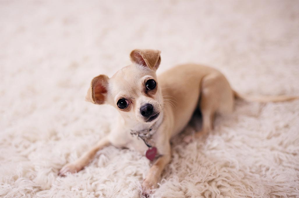 Chihuahua - Woofio 🐶🐾
