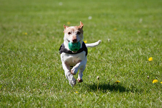 De bedste aktiviteter for hunde: Sjove udendørs og indendørs aktiviteter - Woofio 🐶🐾