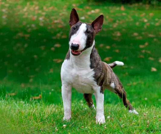 De Stærkeste Hunderacer i Verden - Woofio 🐶🐾