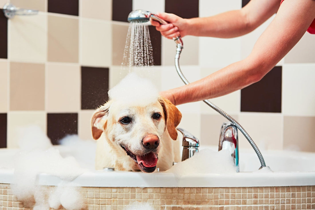Guides til hundepleje - Børstning, badning, klipning af negle og ørepleje - Woofio 🐶🐾