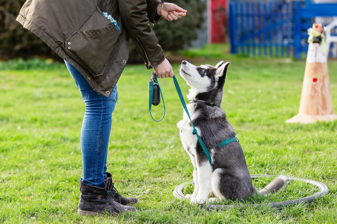 Hvalpetræning - Sådan træner du din hvalp til at blive en lydig og glad hund - Woofio 🐶🐾