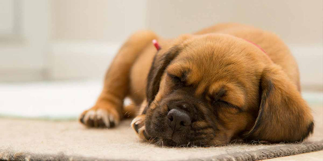 Hvor meget sover en hund? Bliv klogere på din hunds søvnmønster her - Woofio 🐶🐾