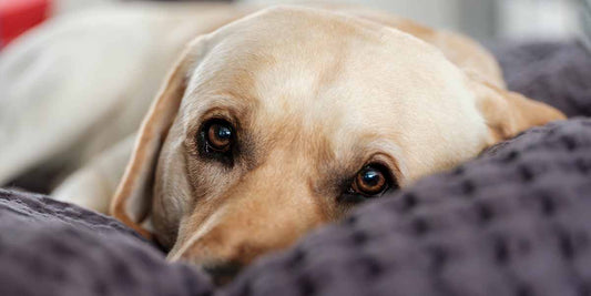 Hvorfor Ryster Min Hund? Forståelse af Hundens Rysten og Dets Årsager - Woofio 🐶🐾