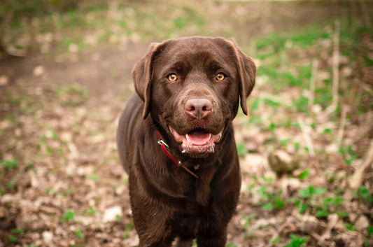 Labrador - Woofio 🐶🐾