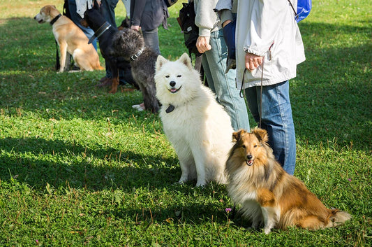 Lydighedstræning - Tips og tricks til at få en velopdragen hund - Woofio 🐶🐾