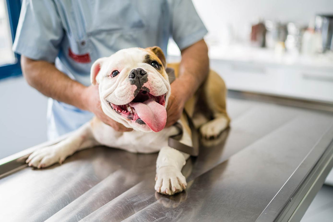 Sådan beskytter hundevaccinationer din hunds sundhed - Woofio 🐶🐾