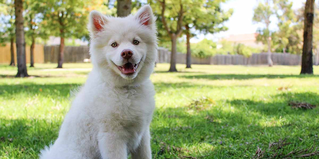 Sådan vælger du din nye hund - Guide til at finde din bedste ven - Woofio 🐶🐾