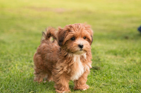 Små hunderacer til børnefamilier: De seks bedste valg - Woofio 🐶🐾