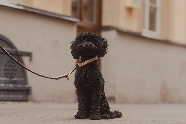 Hundehalsbånd Flettet Nylon (Beige) - Woofio