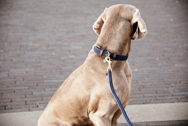 Hundesnor Flettet Nylon 200 cm. (Navy) - Woofio