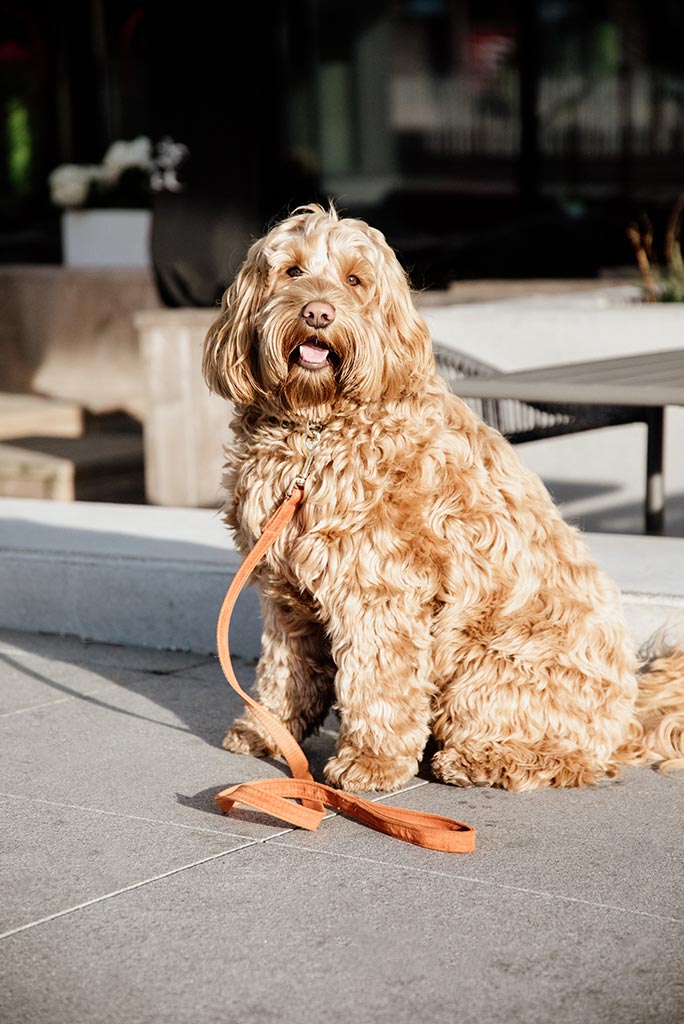 Hundesnor Fløj 120 cm. (Orange) - Woofio
